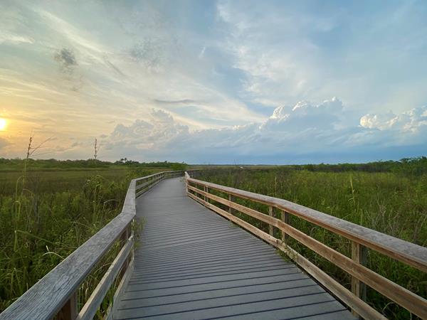 An angular boadwalk bends through a green sawgrass prarie. The sun rises in the background