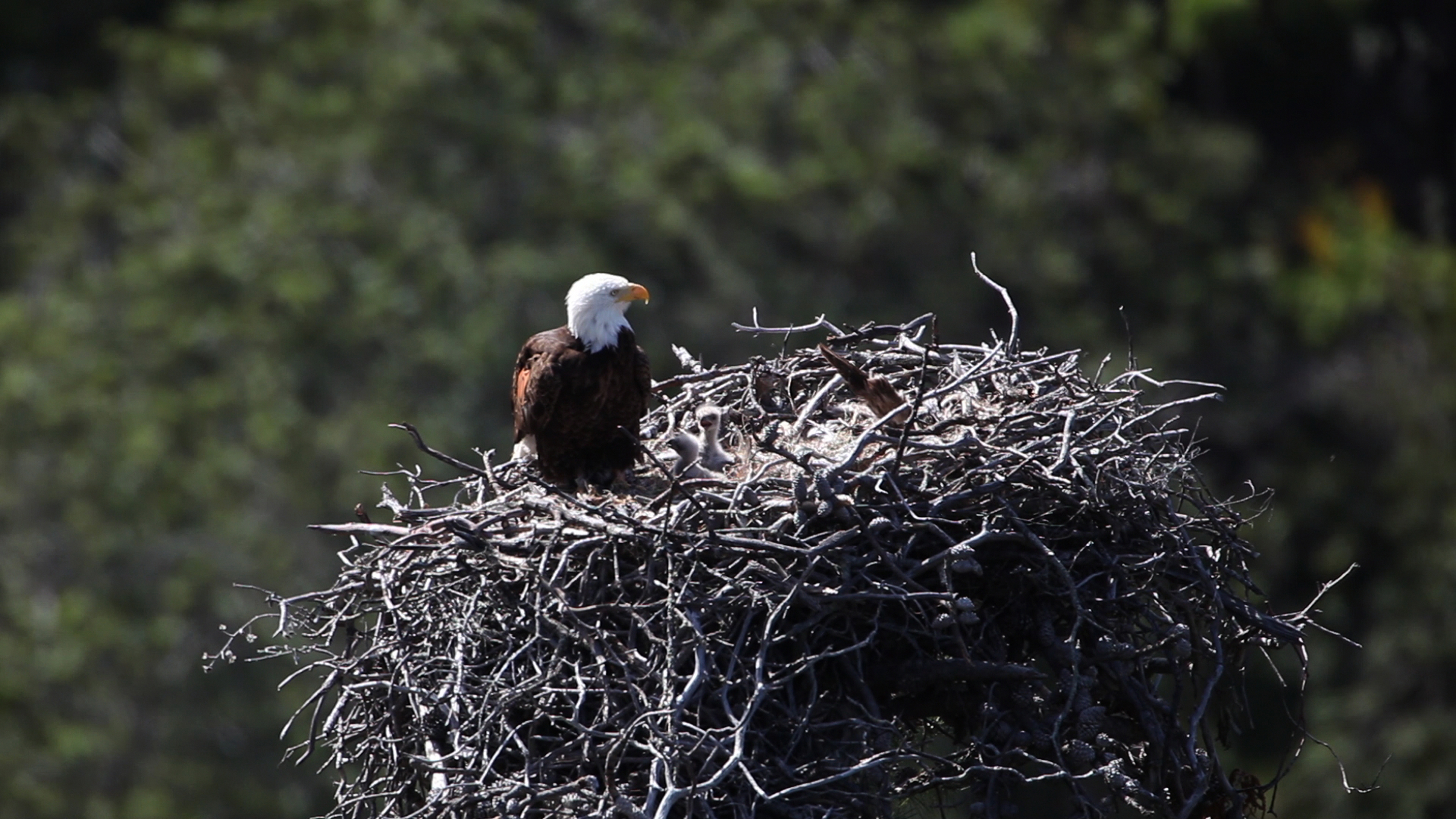 View from the Bald Eagle Webcam (Fraser Point Nest) camera
