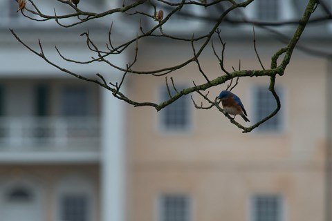 A blue bird sits on a branch with the Hampton mansion in the background.