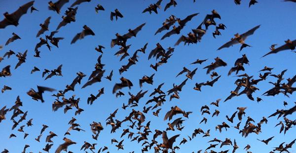 Photo of Brazilian Free-tailed Bats flying overhead.