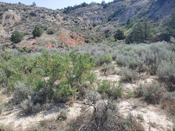 A low, flat area at the base of a butte sprouts assorted shrubs.