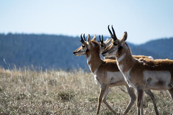 Three male pronghorns stand together in a field of grass