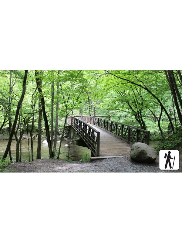 A bridge over a river surrounded by green trees. A road past the bridge in the distance.
