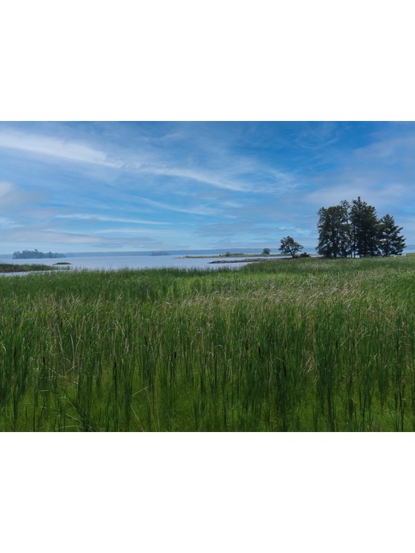 Green cattails in foreground with lake and trees in background and blue sky with white clouds.