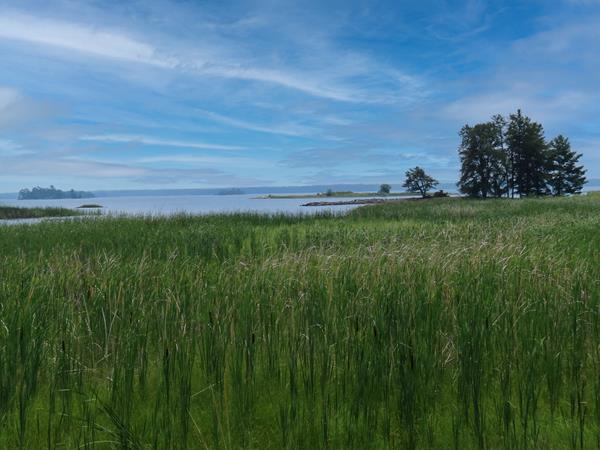 Green cattails in foreground with lake and trees in background and blue sky with white clouds.