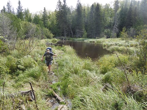 A person with a backpack hikes along a beaver dam near a beaver pond surrounded by forest.