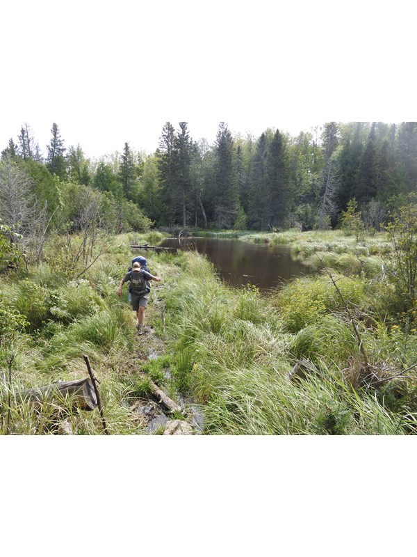 A person with a backpack hikes along a beaver dam near a beaver pond surrounded by forest.