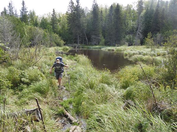 A person with a backpack hikes along a beaver dam near a beaver pond surrounded by forest.