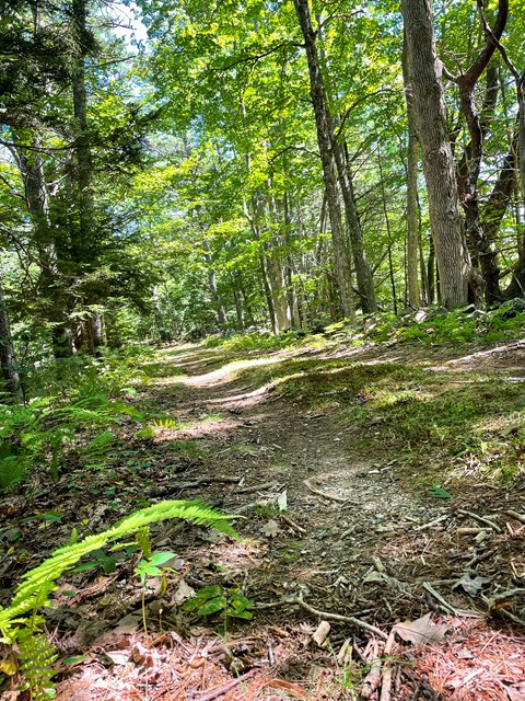 A moss-lined trail continues ahead through tall green pine trees.