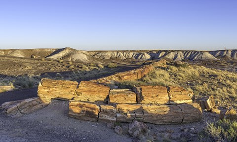 Late sunlight touches long petrified logs along a trail amidst badlands.