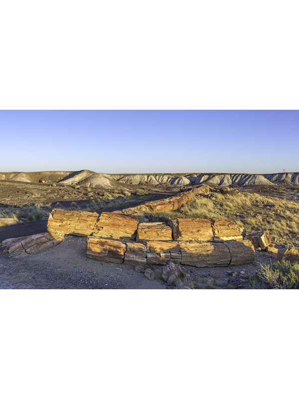 Late sunlight touches long petrified logs along a trail amidst badlands.