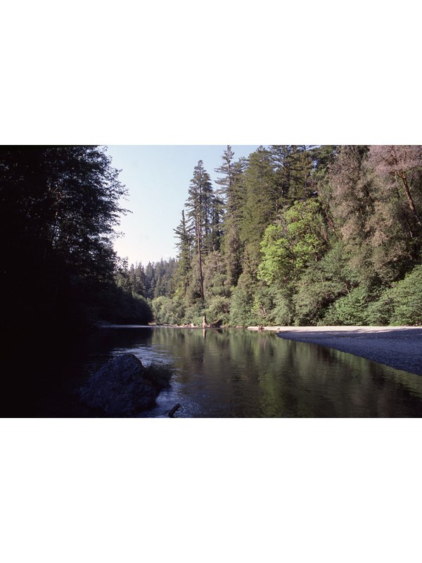 Half-day Hike To A Celebrated Grove