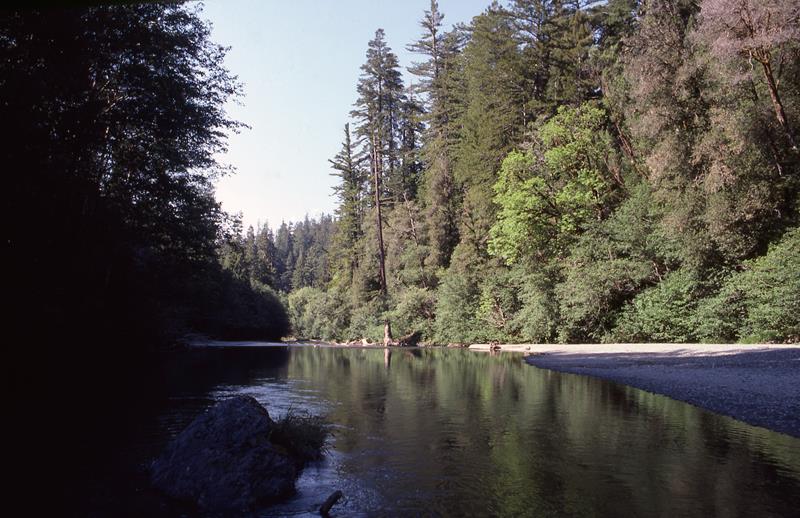 Hike to the Tall Trees Grove