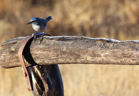 A blue bird is perched on a piece of wood from a hitching post.