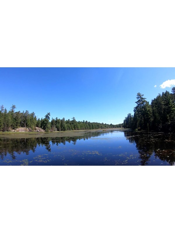 View overlooking the Black Bay Beaver Pond with a beaver lodge in the middle, surround by pine trees
