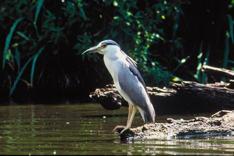 black crowned night heron sitting on edge of bayou.