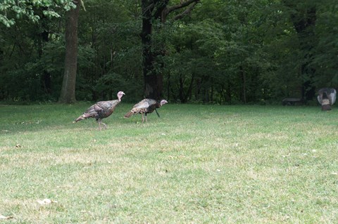 Two turkey in Ponca State Park