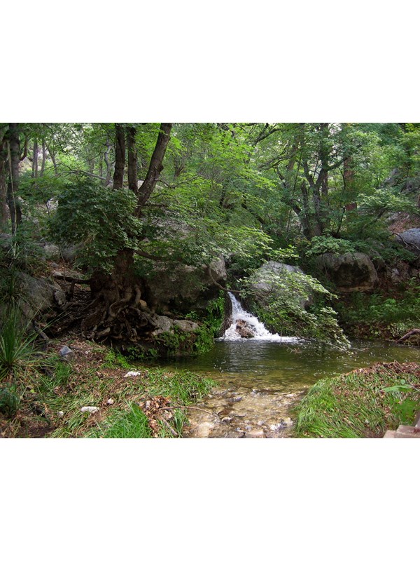 Water cascades down rocks in a forested setting.