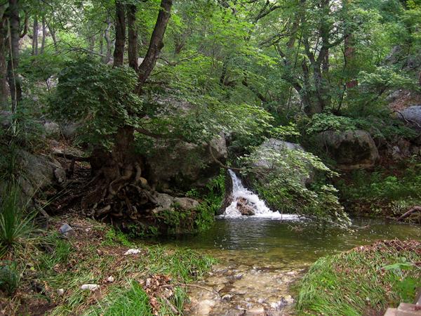 Water cascades down rocks in a forested setting.