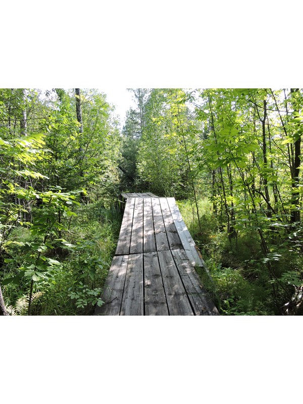 A wooden bridge over a marshy area in a deciduous forest