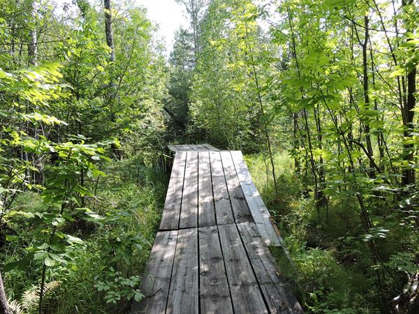 A wooden bridge over a marshy area in a deciduous forest