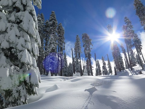 A snow covered trail going uphill, surrounded by pine trees.