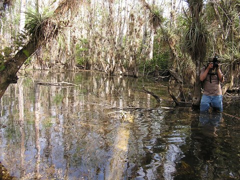 Cypress trees surrounding a pool of water. Air plants can be seen on cypress trees