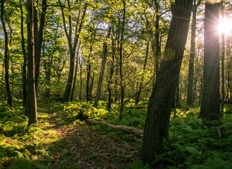 trail surrounded by green trees