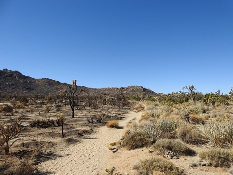 A sandy trail. On the left, charred Joshua trees & blackened ground. On the right, live green brush