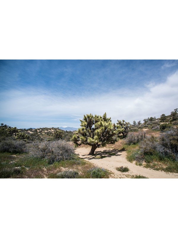 A large Joshua tree in the middle of a trail through a desert landscape.