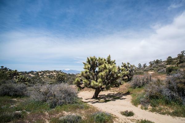 A large Joshua tree in the middle of a trail through a desert landscape.