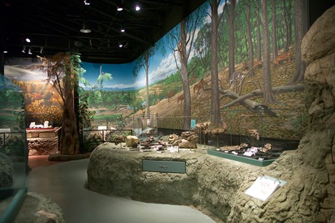 Fossils on display with murals