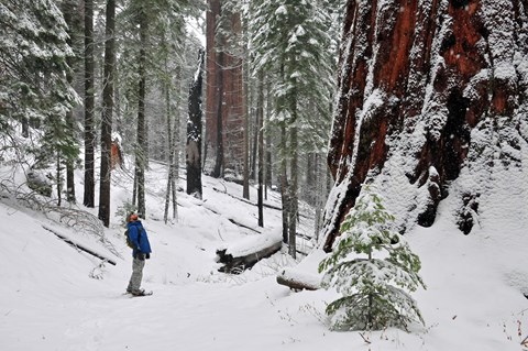 A snowshoer looking up at a sequoia on the North Grove Loop.
