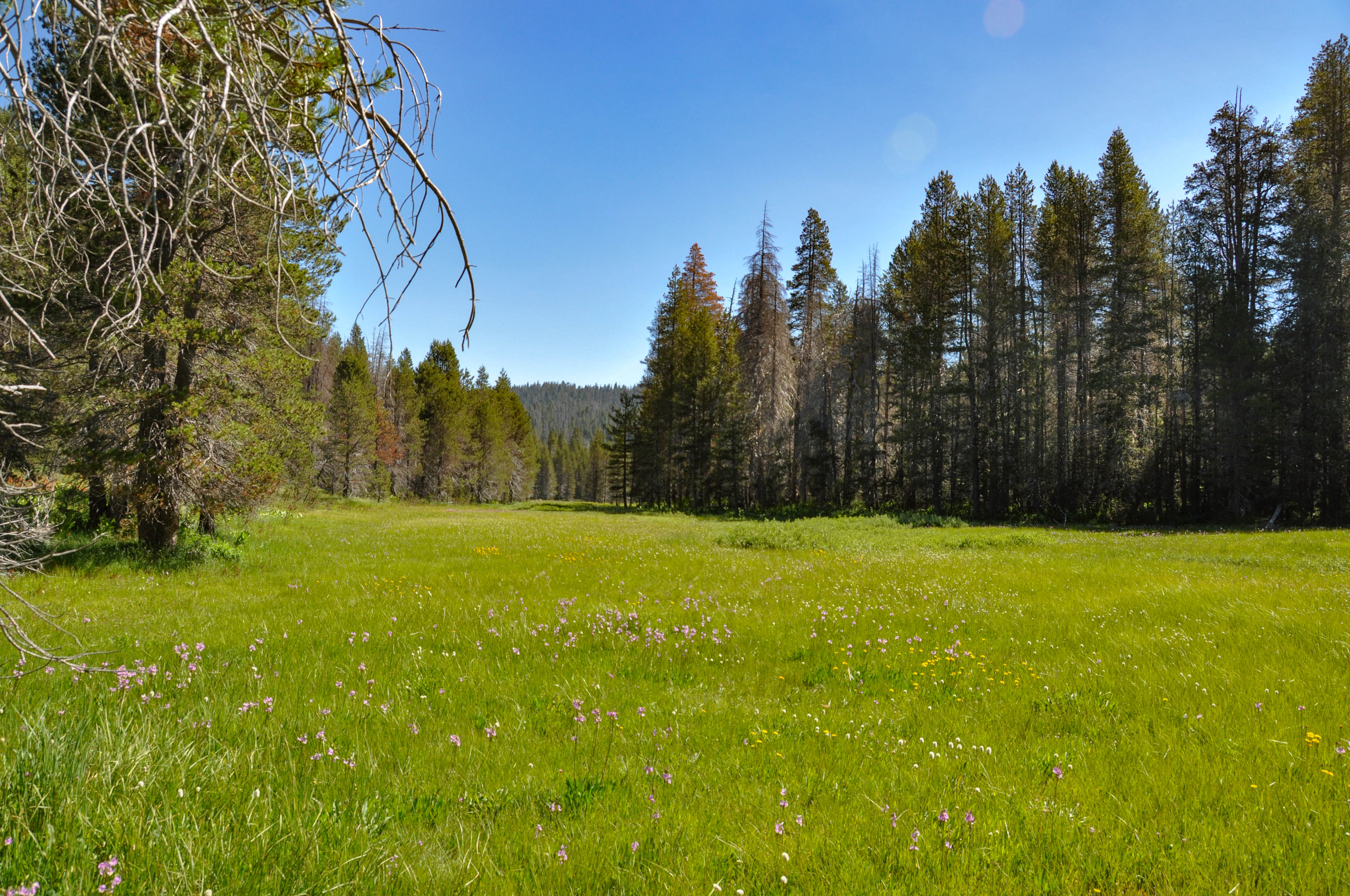 McGurk Meadow Trailhead