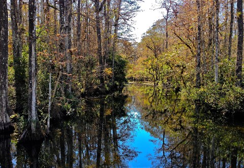 Cypress trees lining a channel of water.
