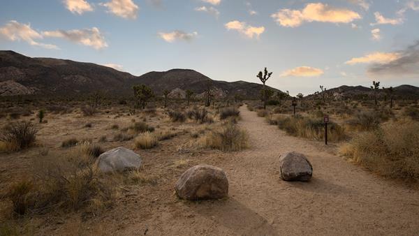 A dirt trail through Joshua trees, shrubs, and grasses heading towards mountains in the distance.