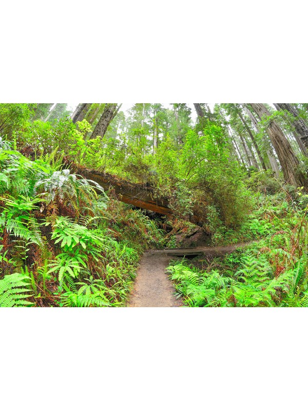 Hike the James Irvine Trail to Fern Canyon Loop
