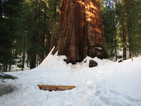 A snow covered giant sequoia tree trunk with a half buried sign in front of it labeled General Grant