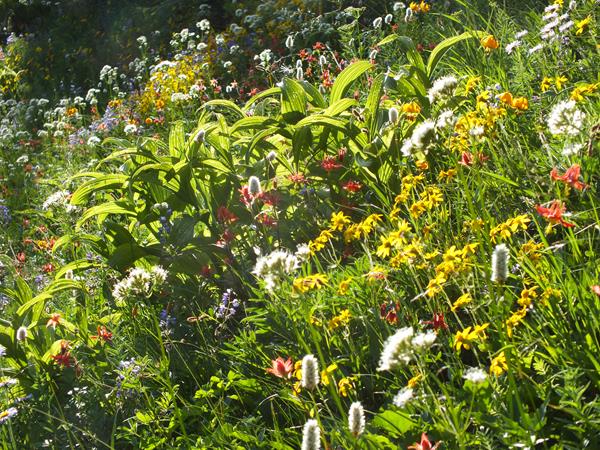 A diverse cluster of colorful flowers fills the image. The plants seem to glow in the morning light.