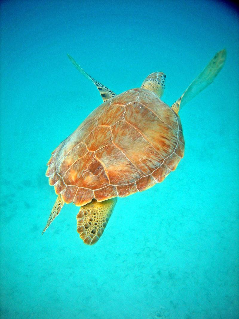 Maho Bay