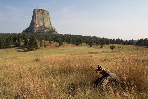 A view of a tall grass prairie with a tree log in the foreground and Devils Tower in the back.