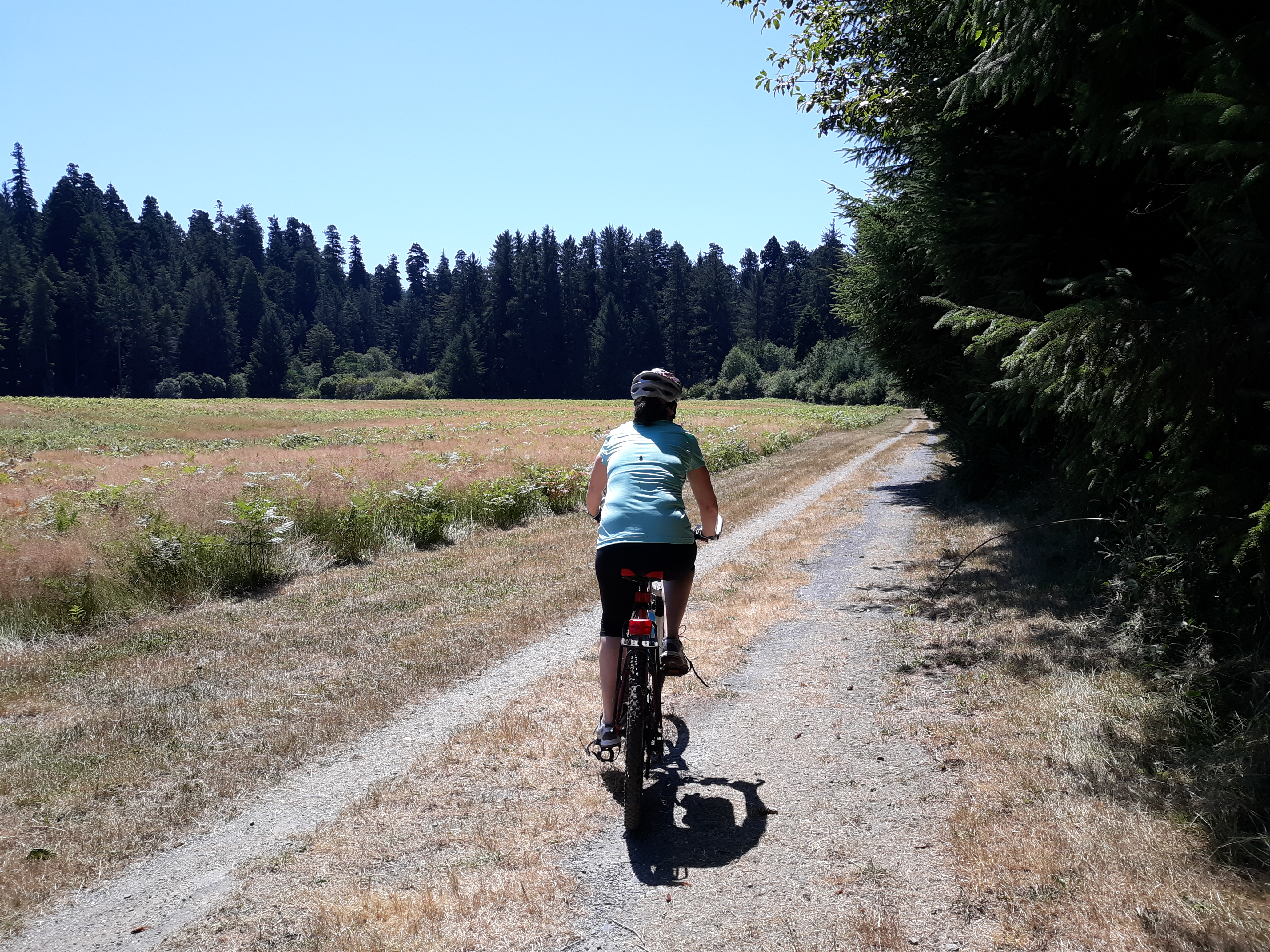 A person bikes on a level dirt road between a meadow and trees