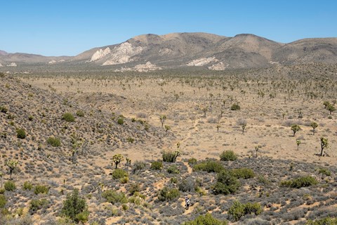 A landscape filled with scattered Joshua trees, hills, and mountains in the background.