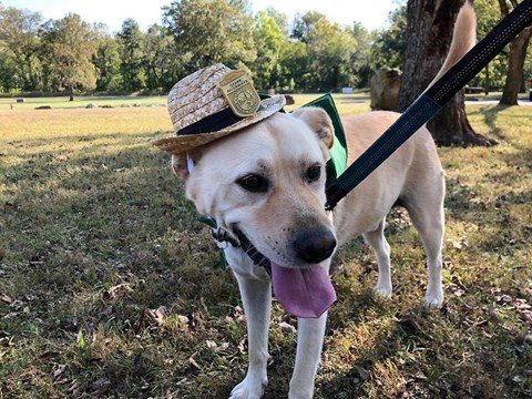 A yellow lab dog up close with with a straw hat and badge on hat, dog is on leash.