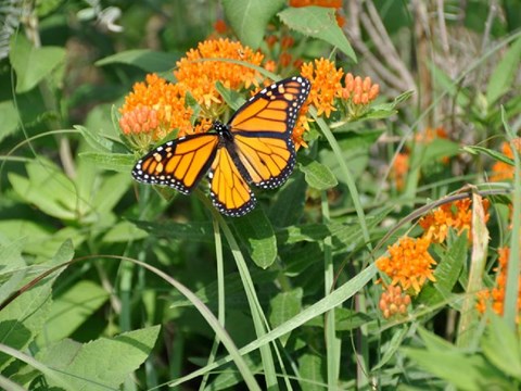 Black and orange butterfly perched on top of green grass.