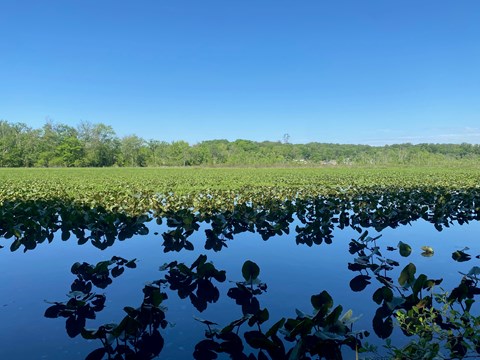 Water body full of aquatic vegetation lined with trees and a blue sky in the background