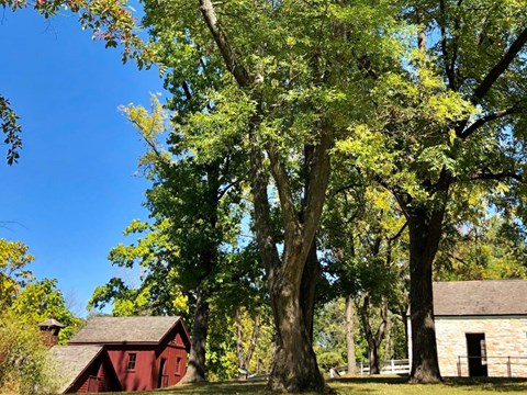 Large gingko tree with red building to the left and stone building to the right.