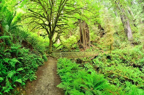 Best 1-hour walk in the Redwoods