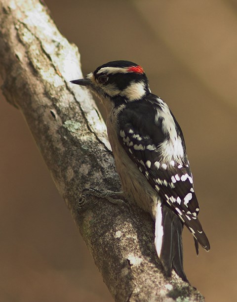 Downy Woodpecker on a tree