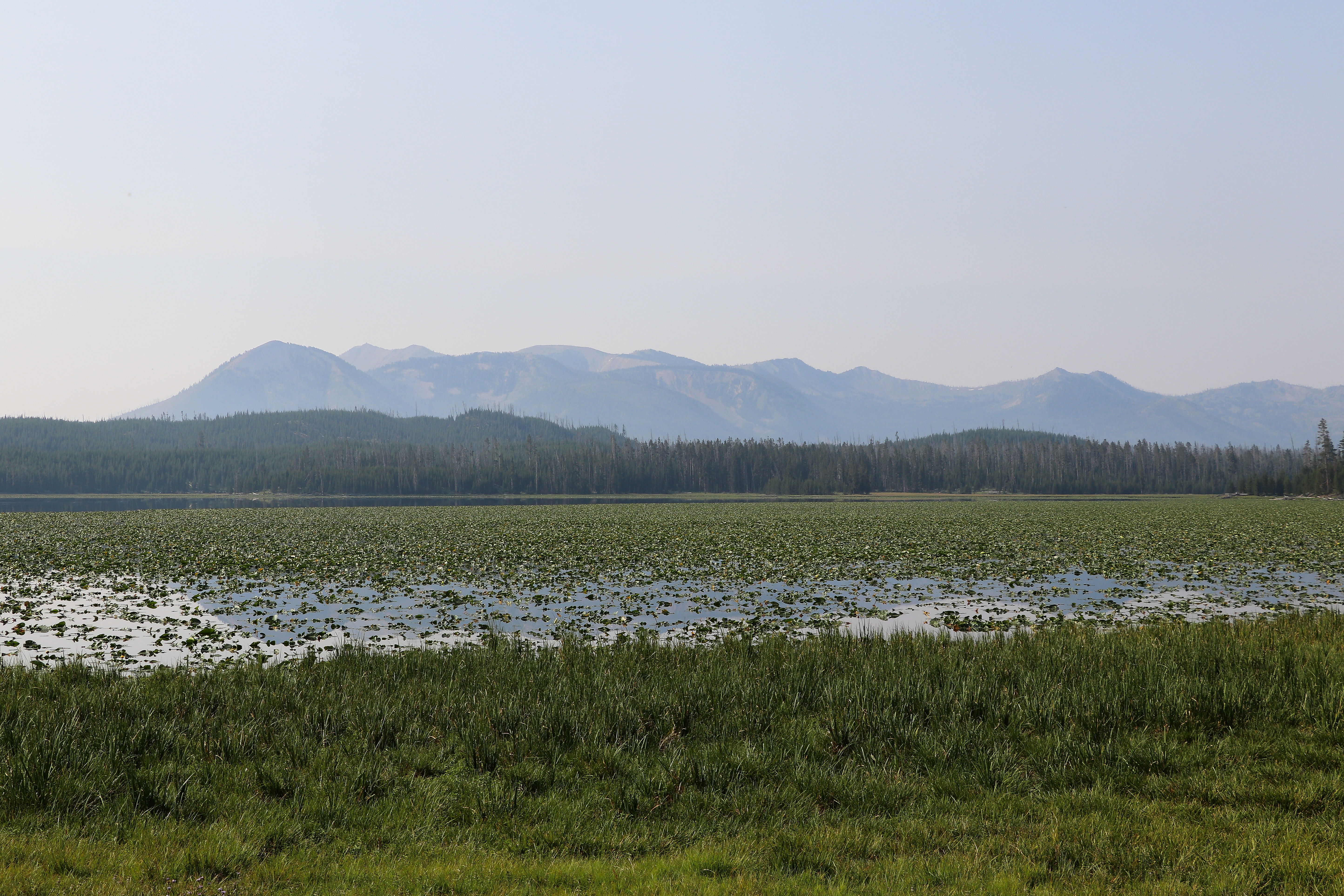 A lake covered in lily pads sits in front of a mountain.